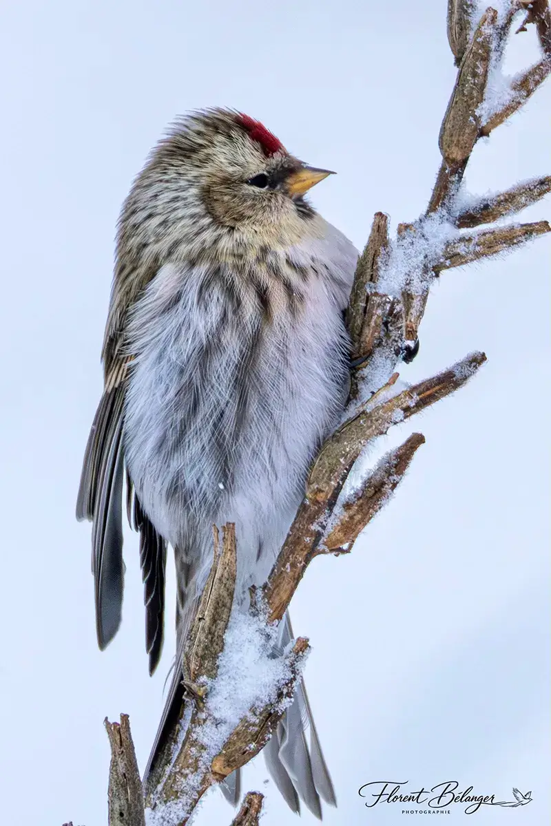 Recensement des oiseaux de Noël — photographie d'oiseau en Gaspésie