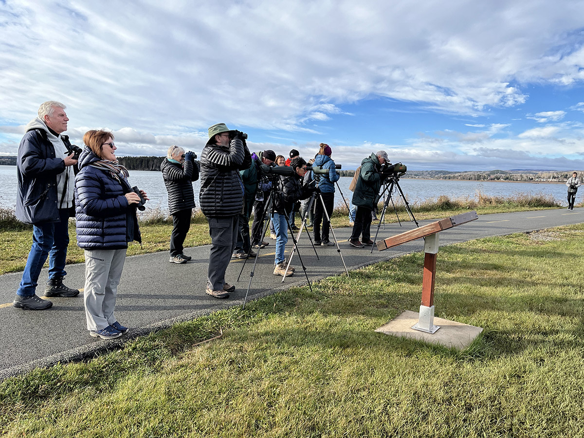 Activités de science citoyenne - photographie d'oiseau en Gaspésie