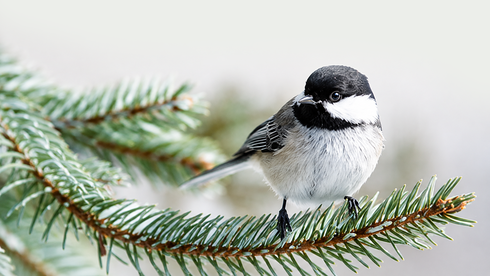 Mésange à tête noire posée sur une branche de conifère