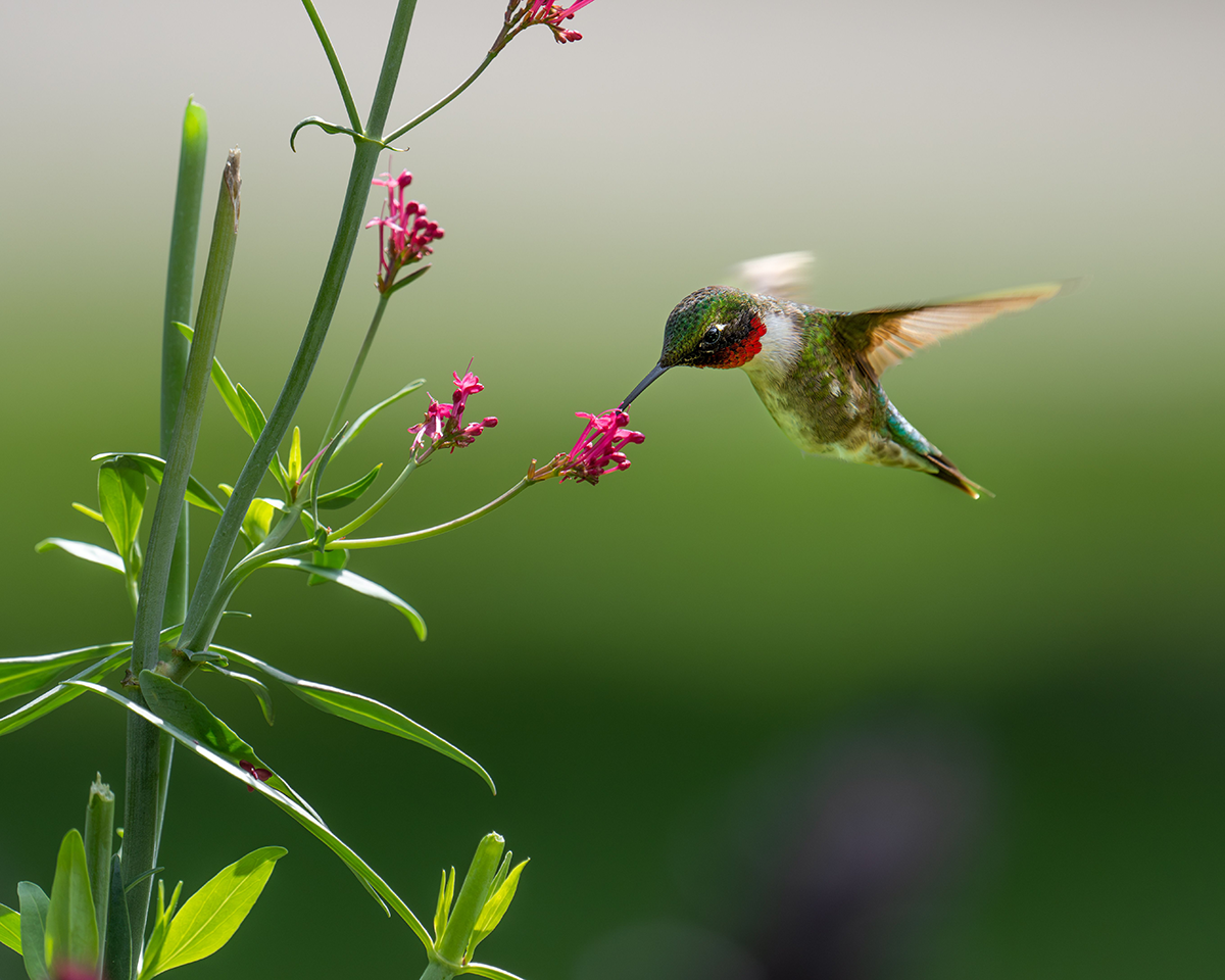 Colibri à gorge rubis en vol butinant une fleur rose