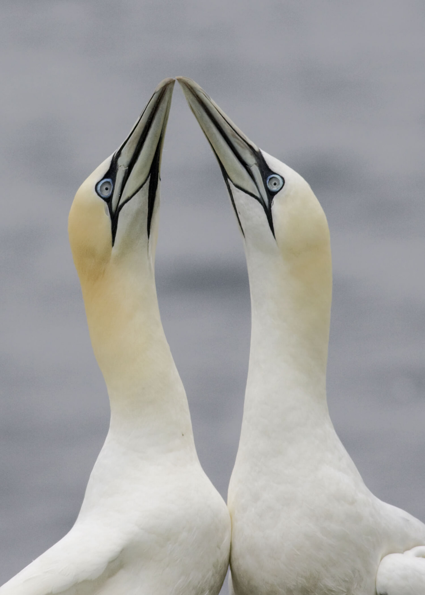 Sortie guidée : les fous de Bassan de l'île Bonaventure — photographie d'oiseau en Gaspésie