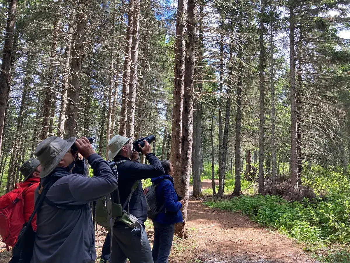Personnes ornithologues aux jumelles observant la cime des arbres en forêt gaspésienne