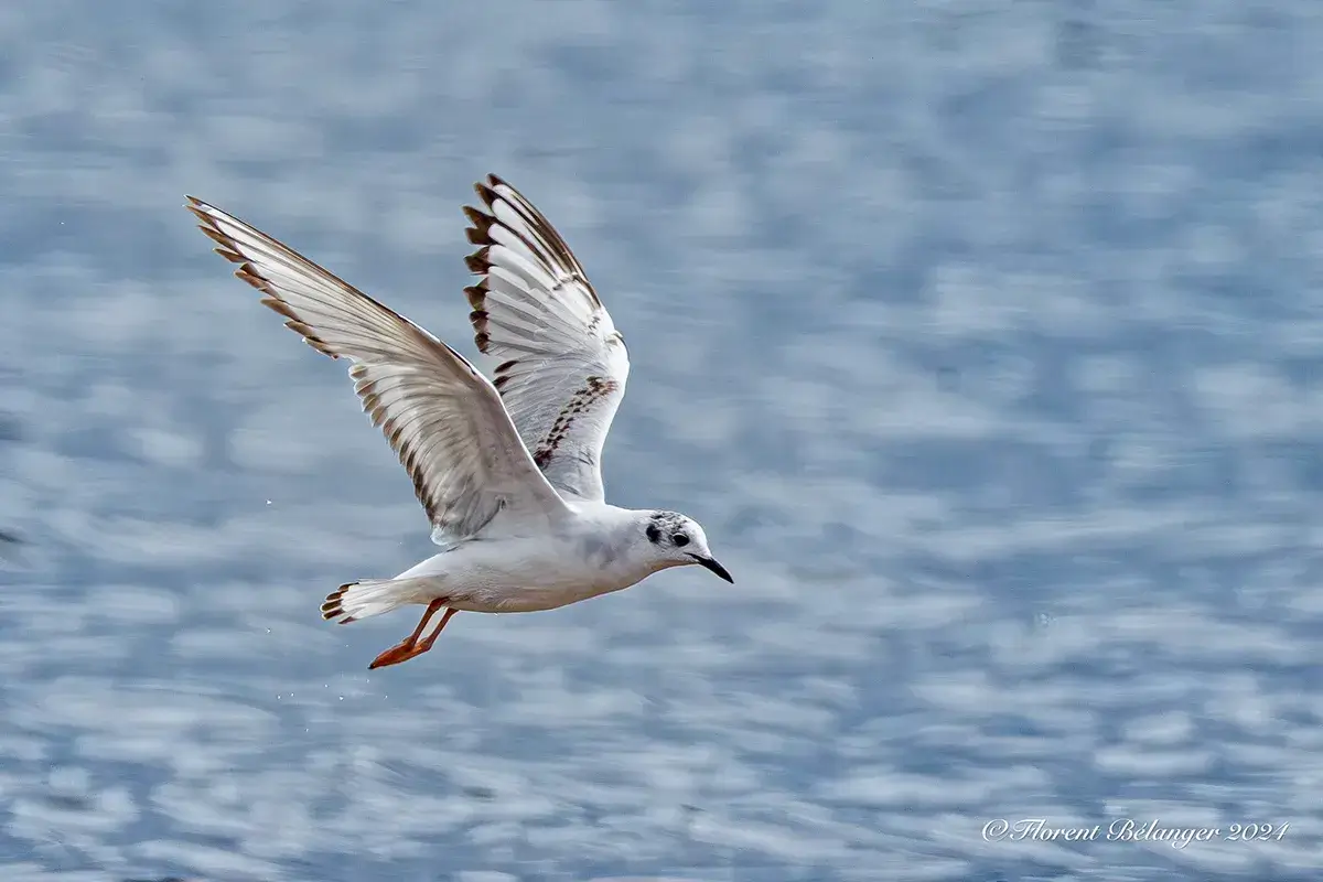 Conférence : comprendre la migration automnale — photographie d'oiseau en Gaspésie