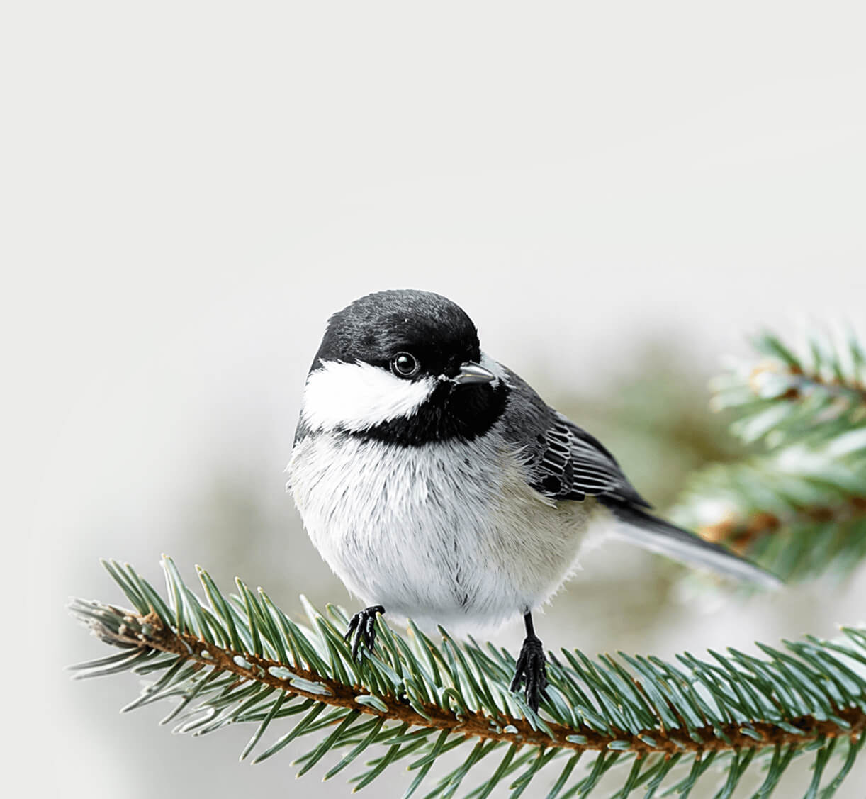 Mésange à tête noire posée sur une branche de conifère