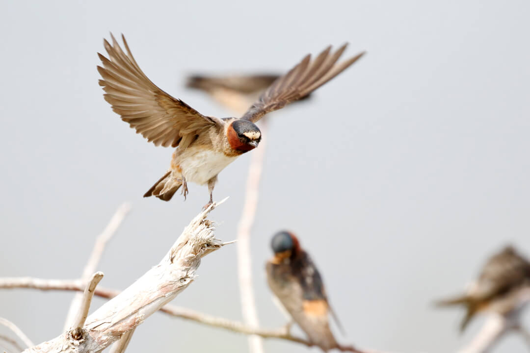 Conférence : comprendre la migration automnale — photographie d'oiseau en Gaspésie
