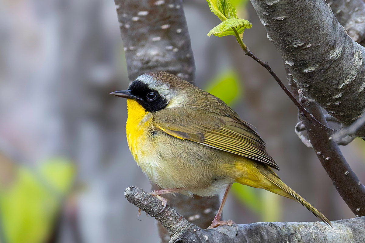 Paruline masquée perchée sur une branche au printemps