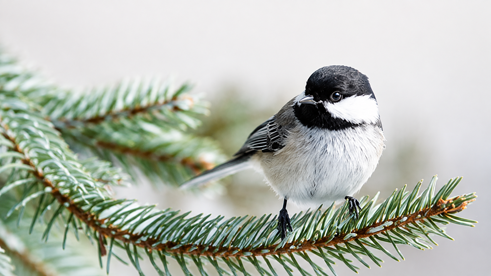 Atelier : débuter en ornithologie — photographie d'oiseau en Gaspésie