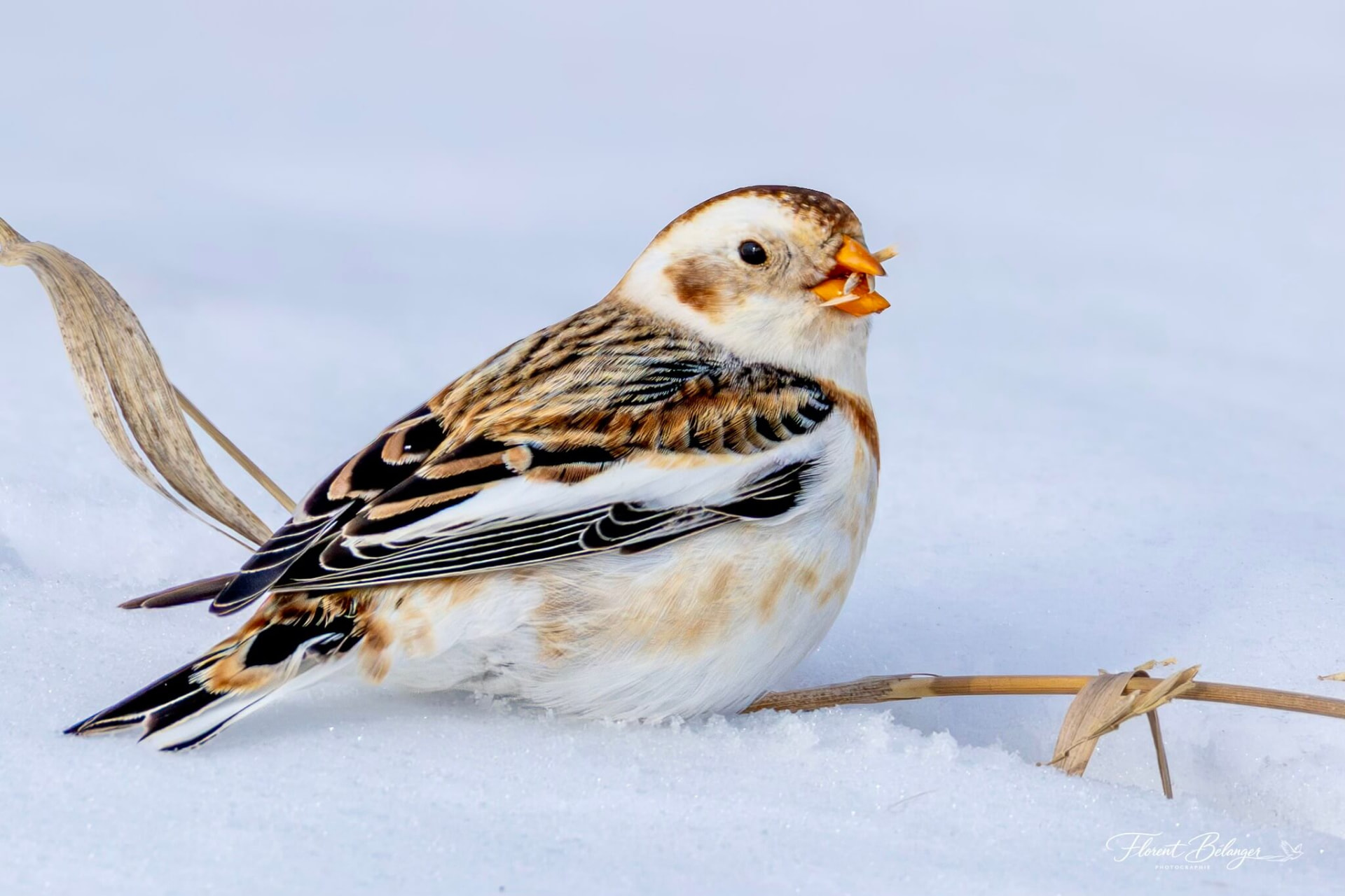 Plectrophane des neiges au sol dans la neige avec une graine au bec