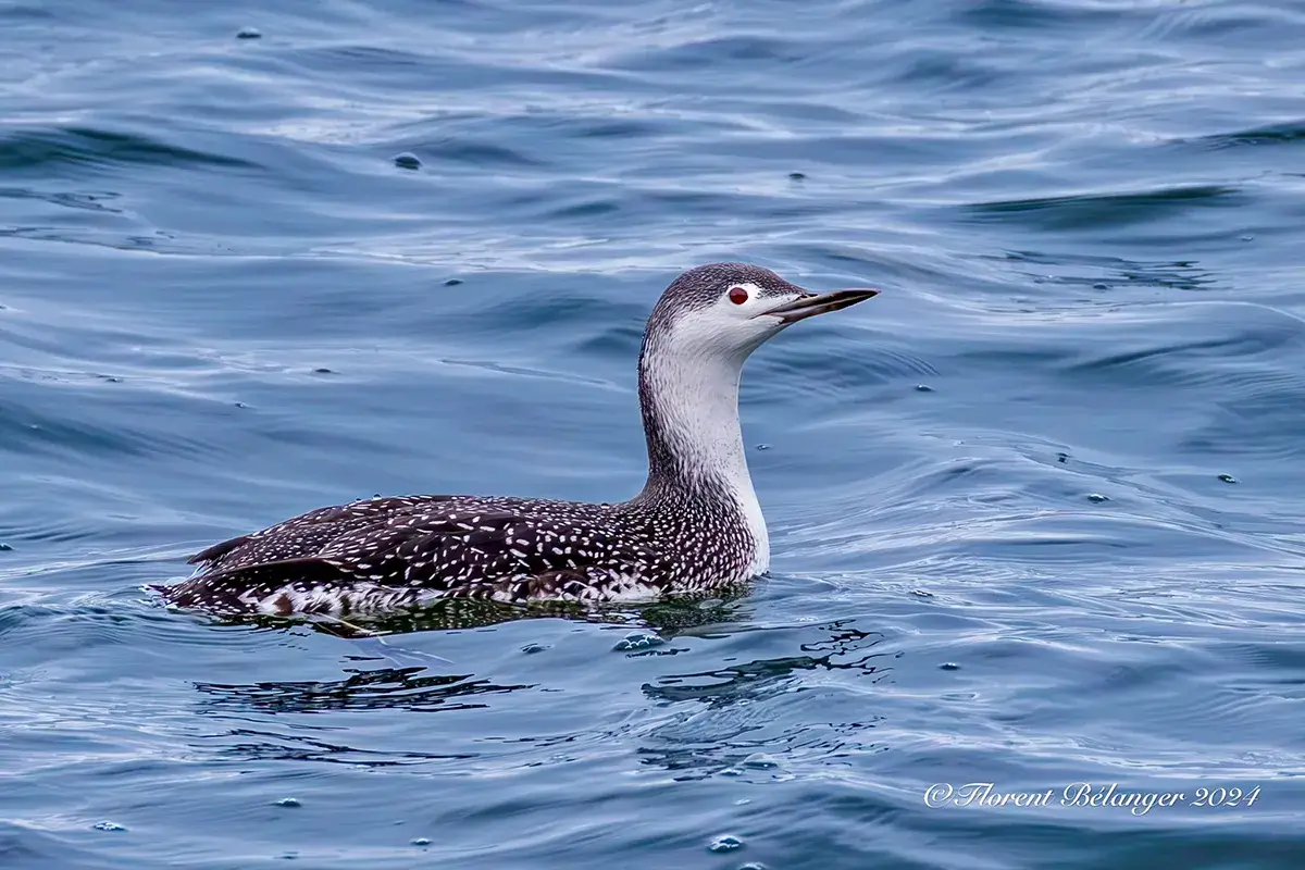 Recensement des oiseaux côtiers de février — photographie d'oiseau en Gaspésie